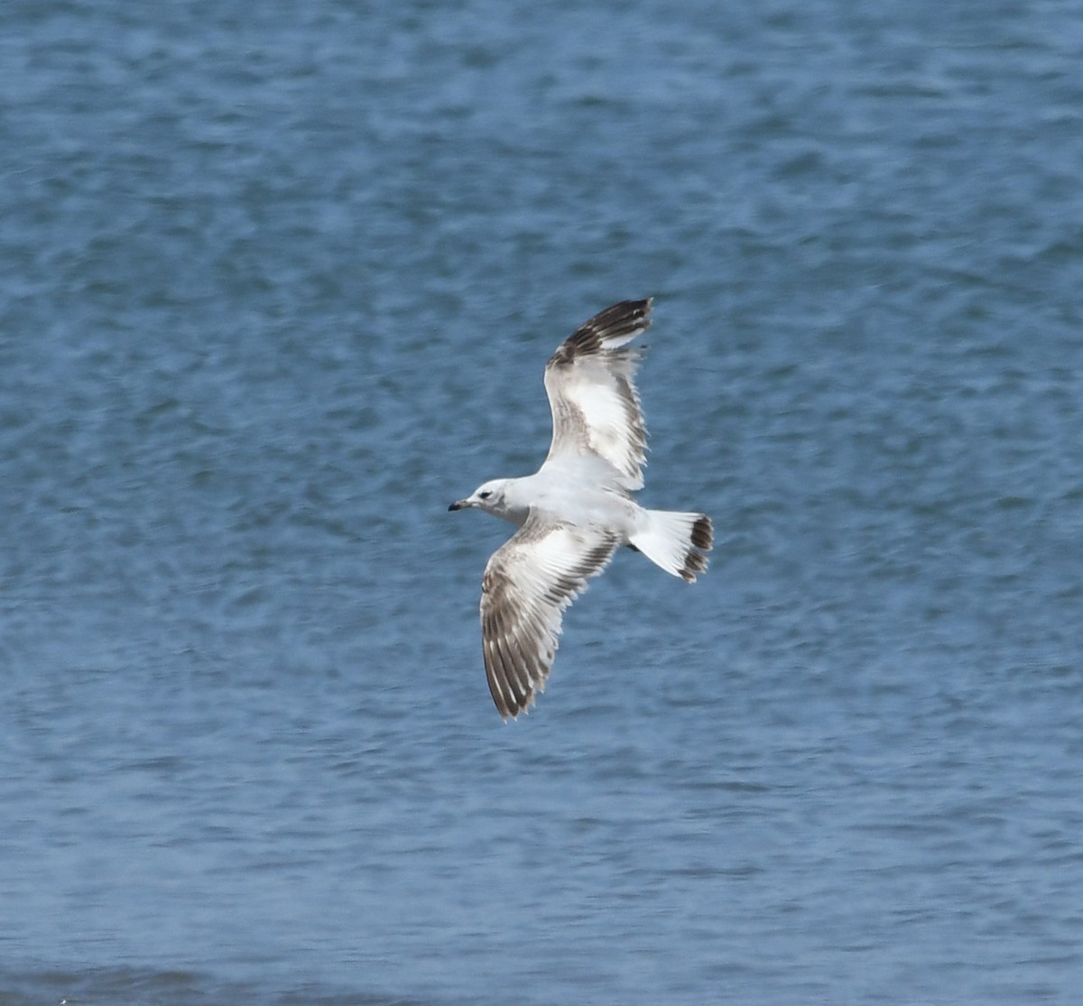 Mediterranean Gull - David Darrell-Lambert