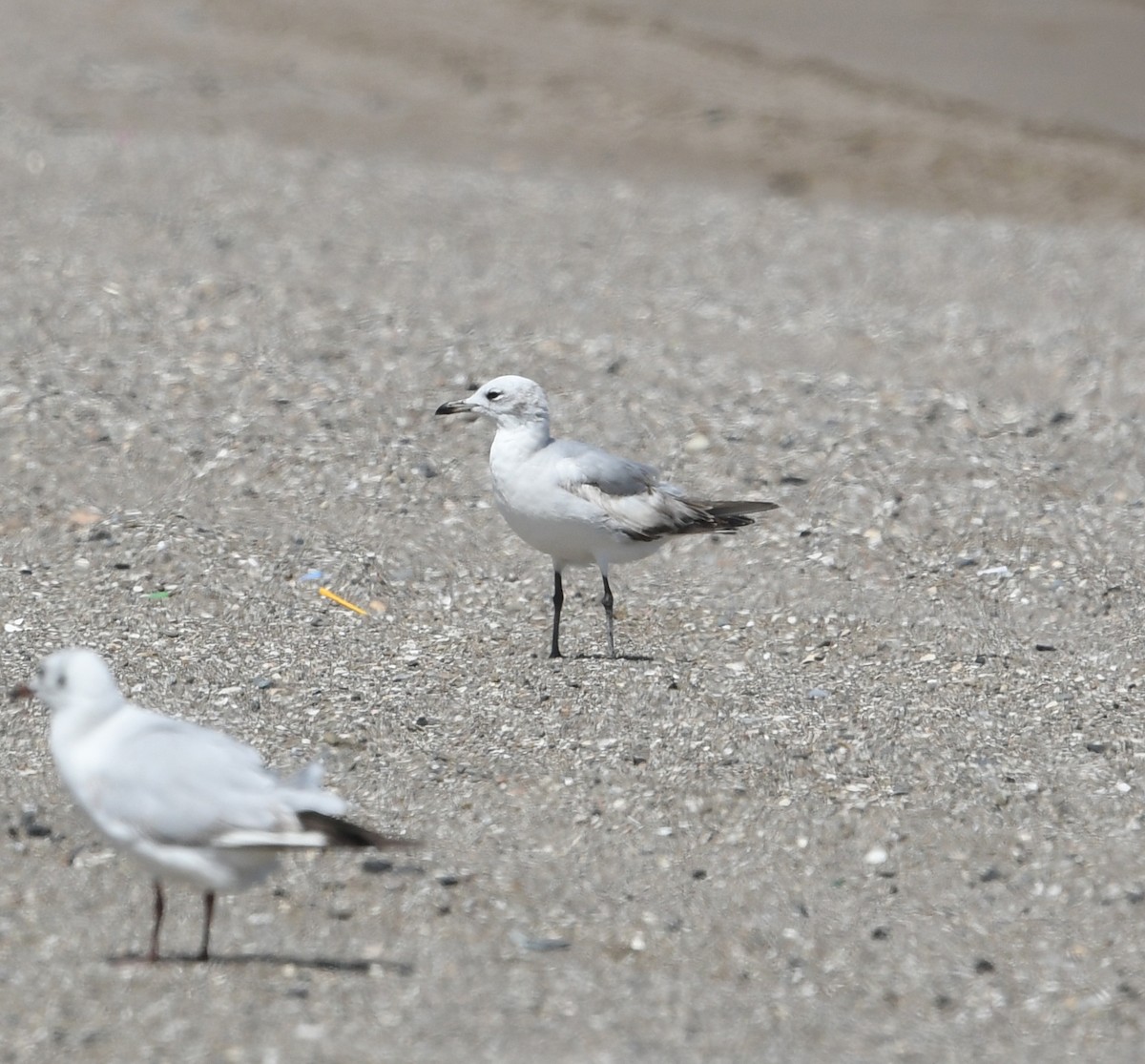 Mouette mélanocéphale - ML549033851