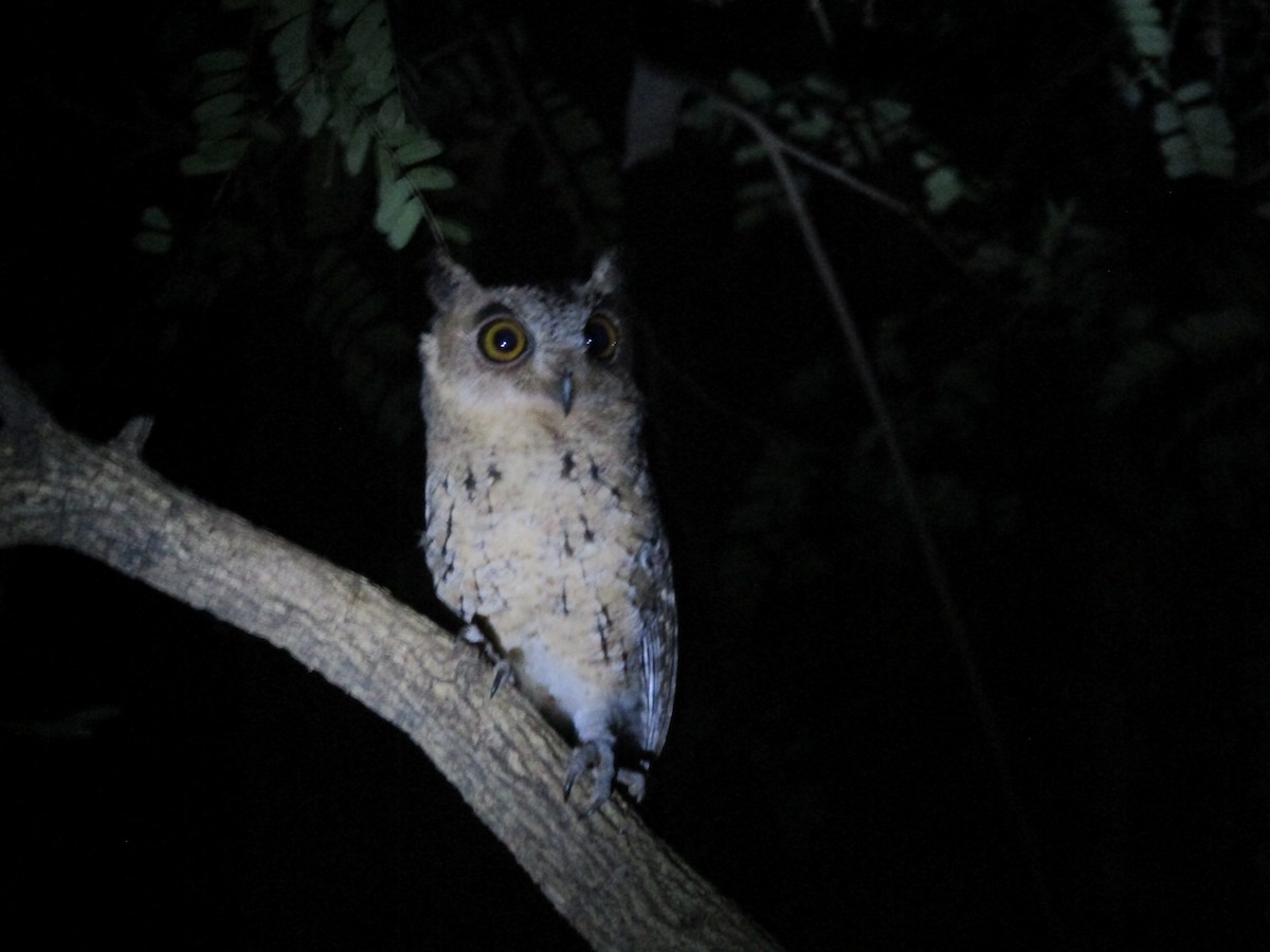 Indian Scops-Owl - ML549033861