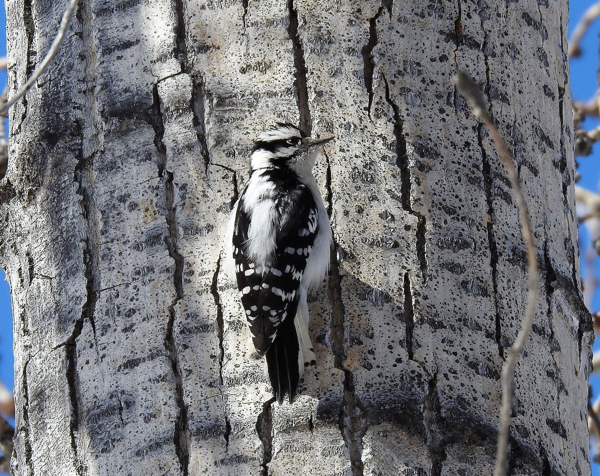 Downy Woodpecker - ML549034401