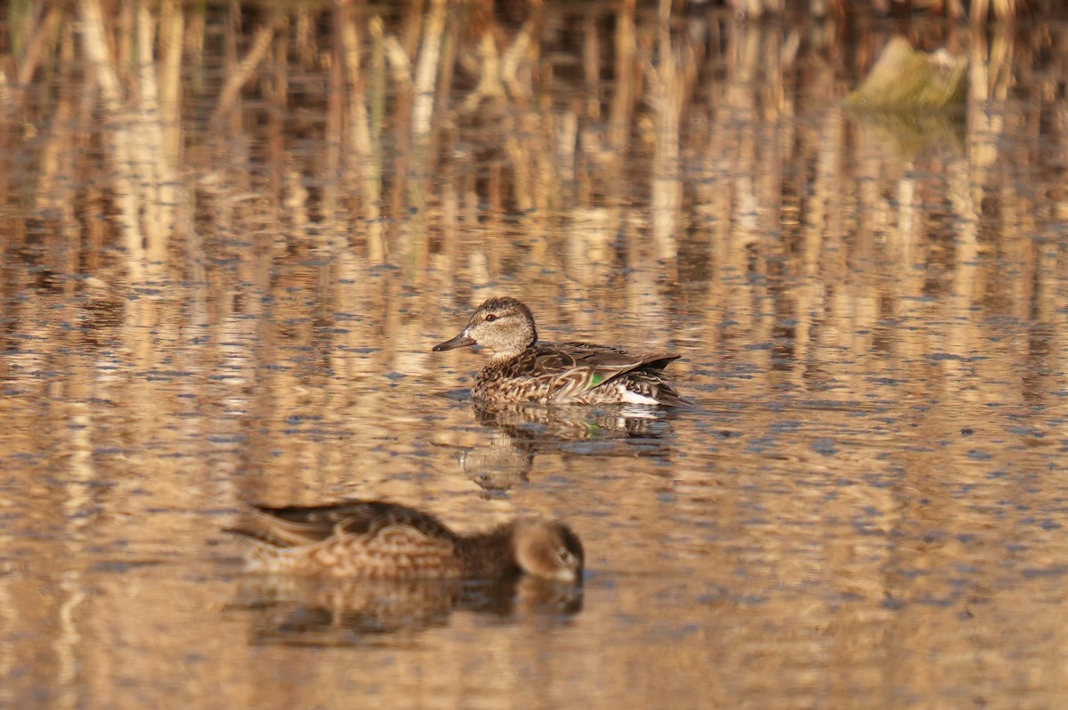 Green-winged Teal - ML549036091