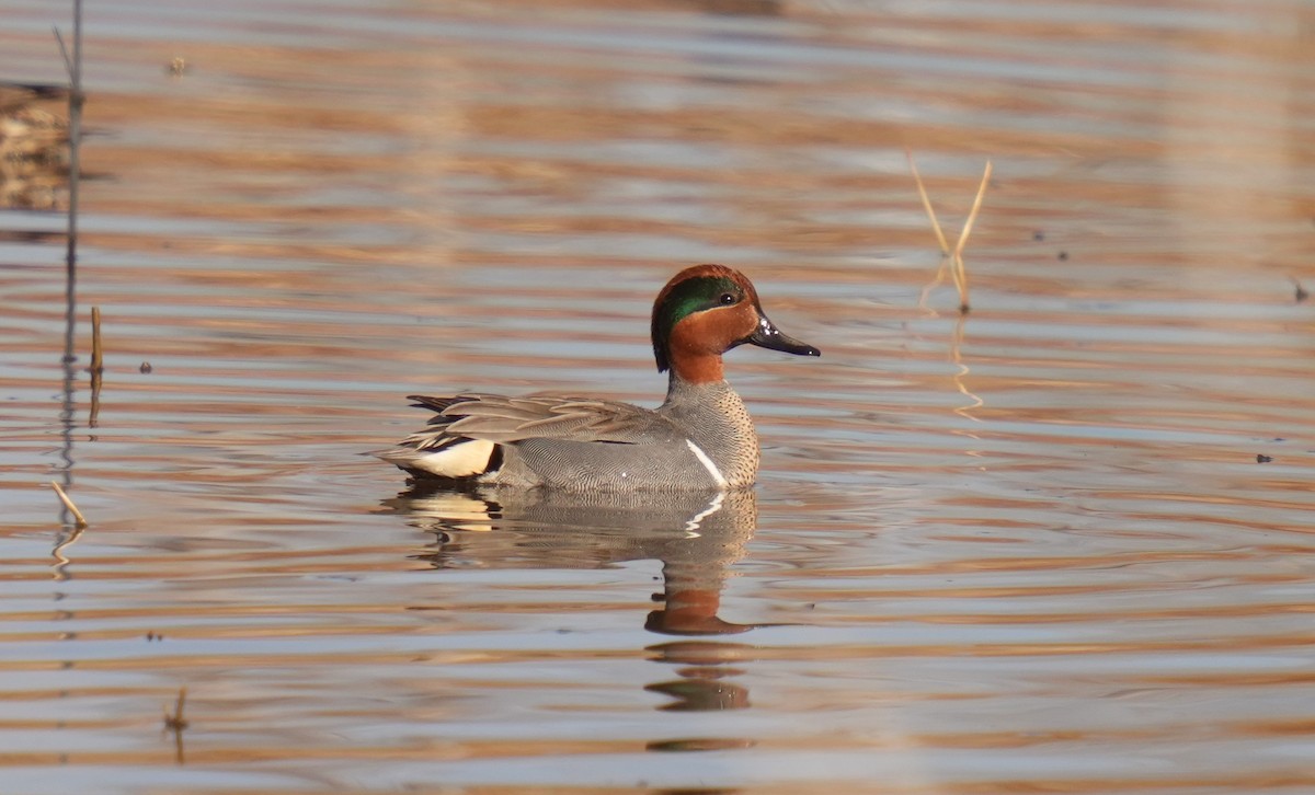 Green-winged Teal - ML549036101