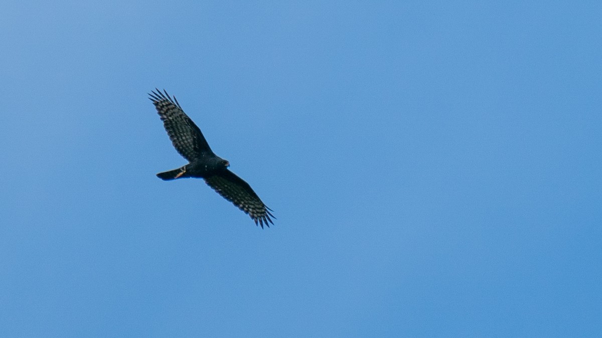 Black Goshawk - ML549036131