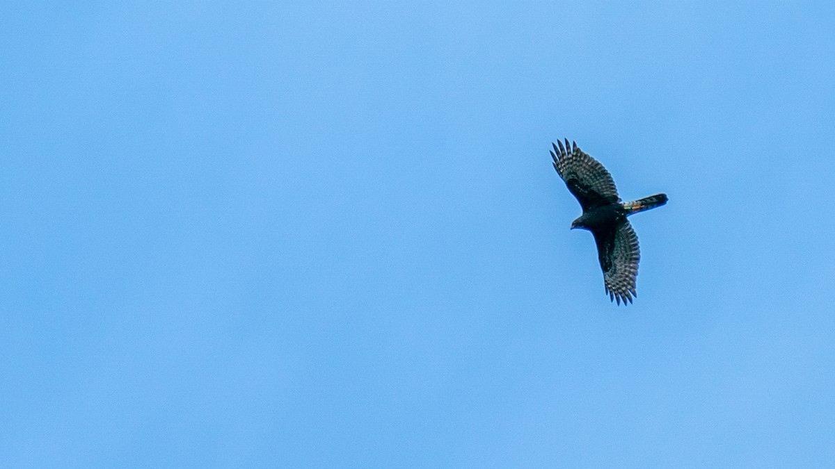 Black Goshawk - Javier Cotin