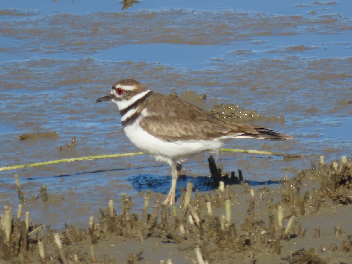 Killdeer - ML549036861