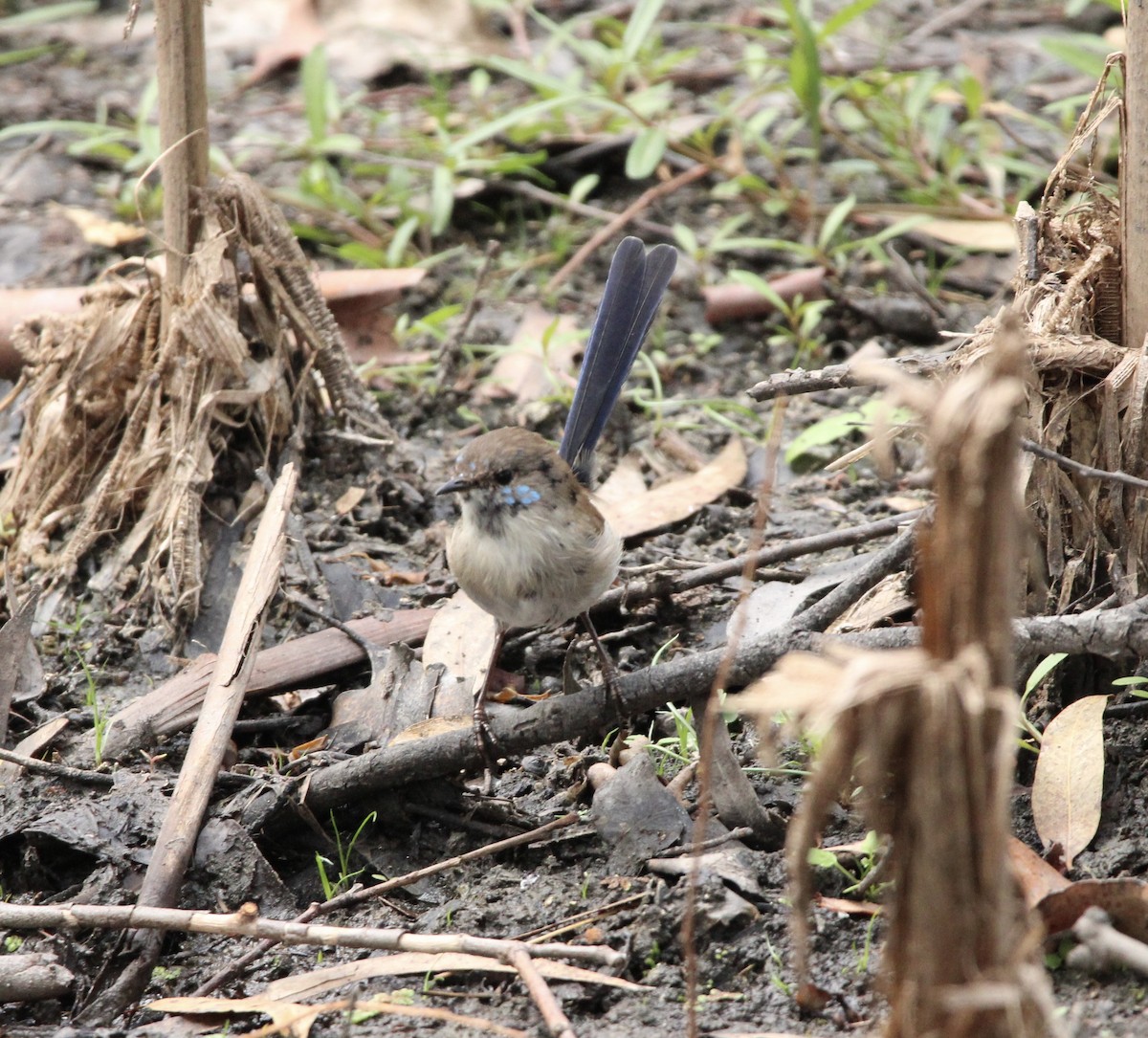 Superb Fairywren - ML549037231