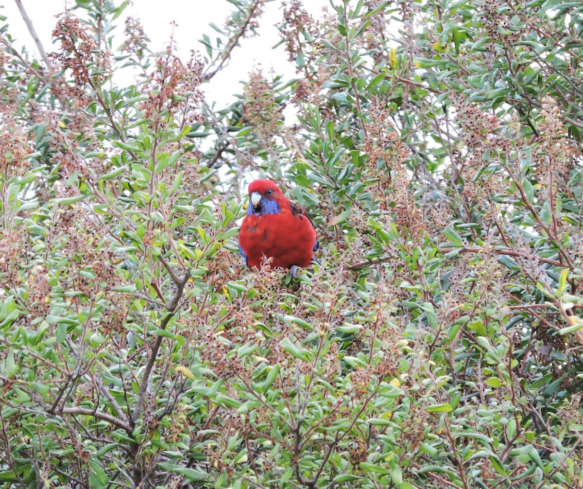 Crimson Rosella (Crimson) - Margaret Reine