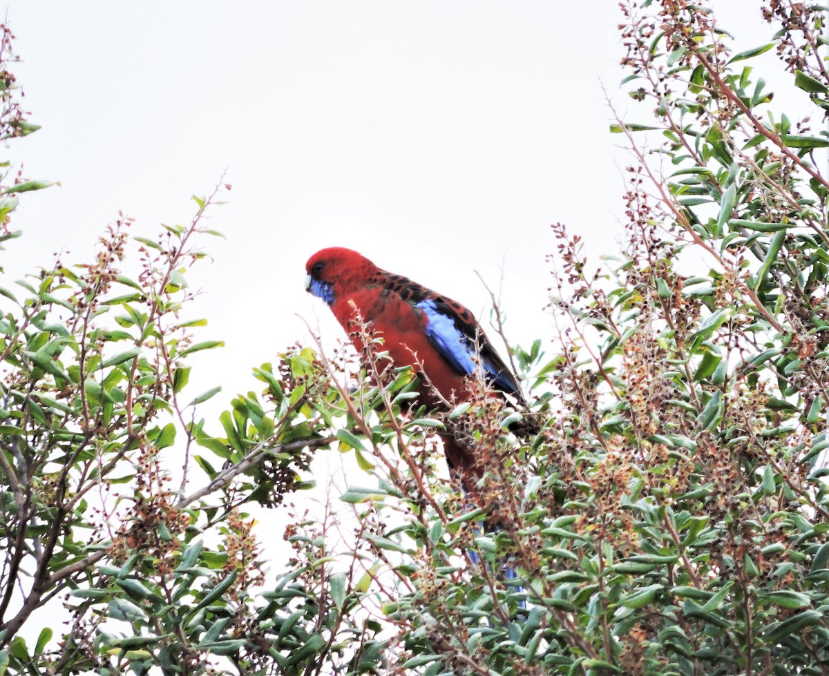 Crimson Rosella (Crimson) - Margaret Reine