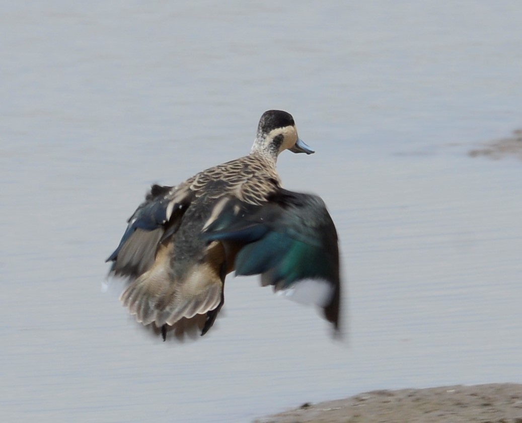 Blue-billed Teal - ML549038311