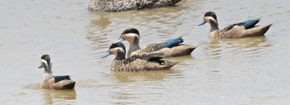 Blue-billed Teal - ML549038321