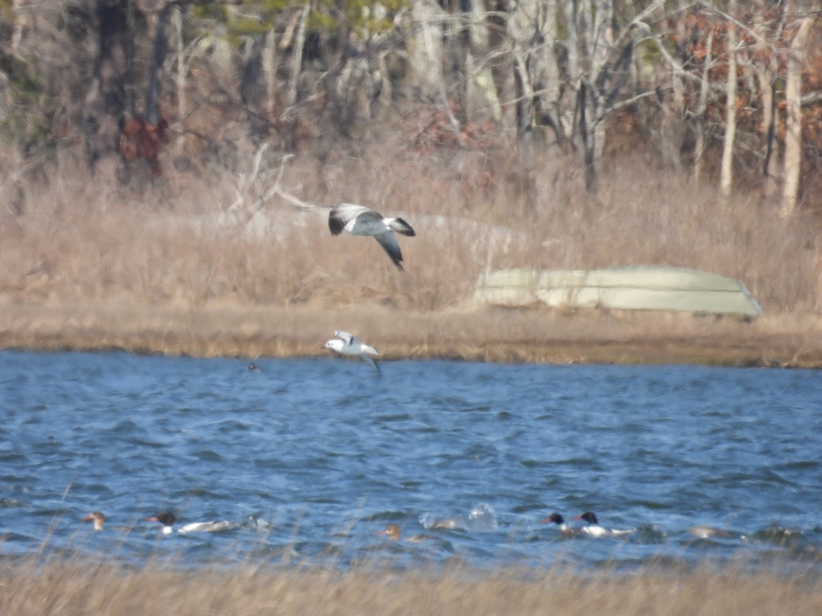 Bonaparte's Gull - ML549041031