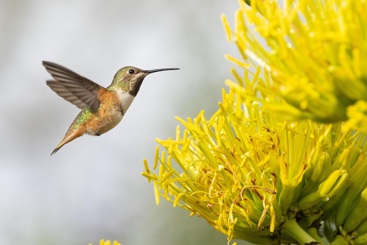 Allen's Hummingbird - ML549041081