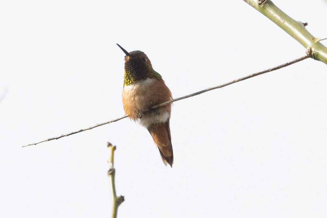 Allen's Hummingbird - ML549041111