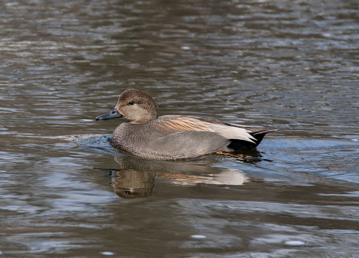 Gadwall - Zachary Holderby