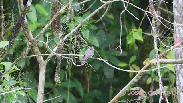 Eastern Wood-Pewee - ML549043601