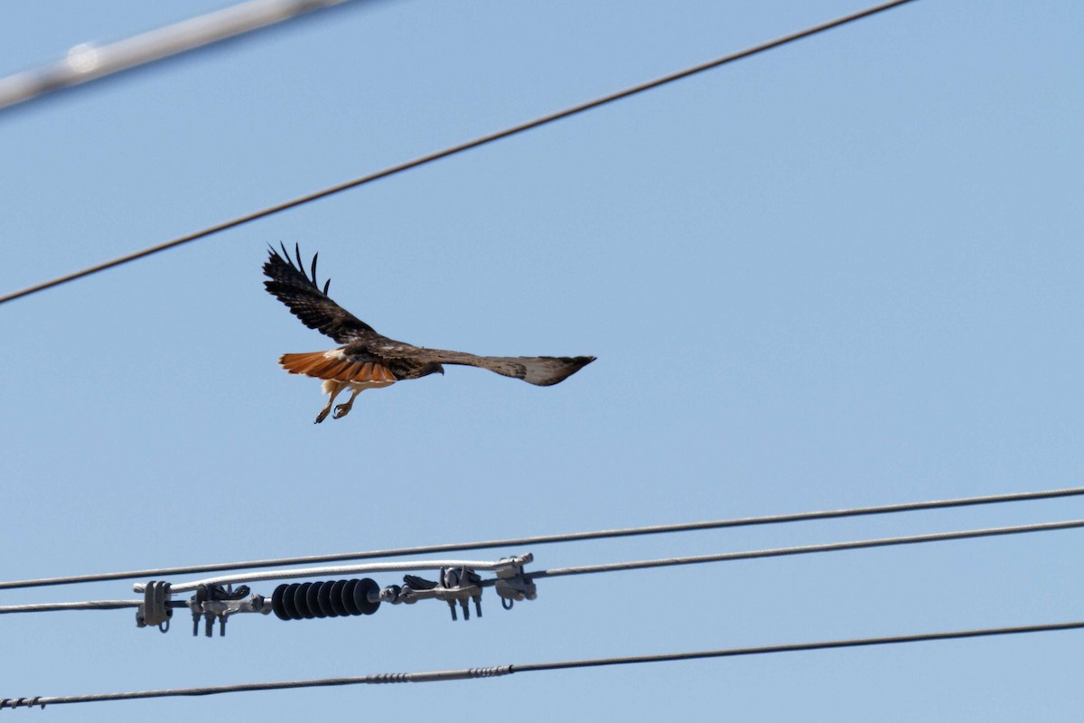 Red-tailed Hawk - Jonathan Bonin Bourgault