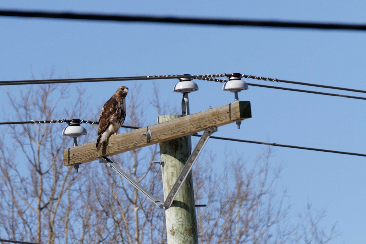 Red-tailed Hawk - Jonathan Bonin Bourgault