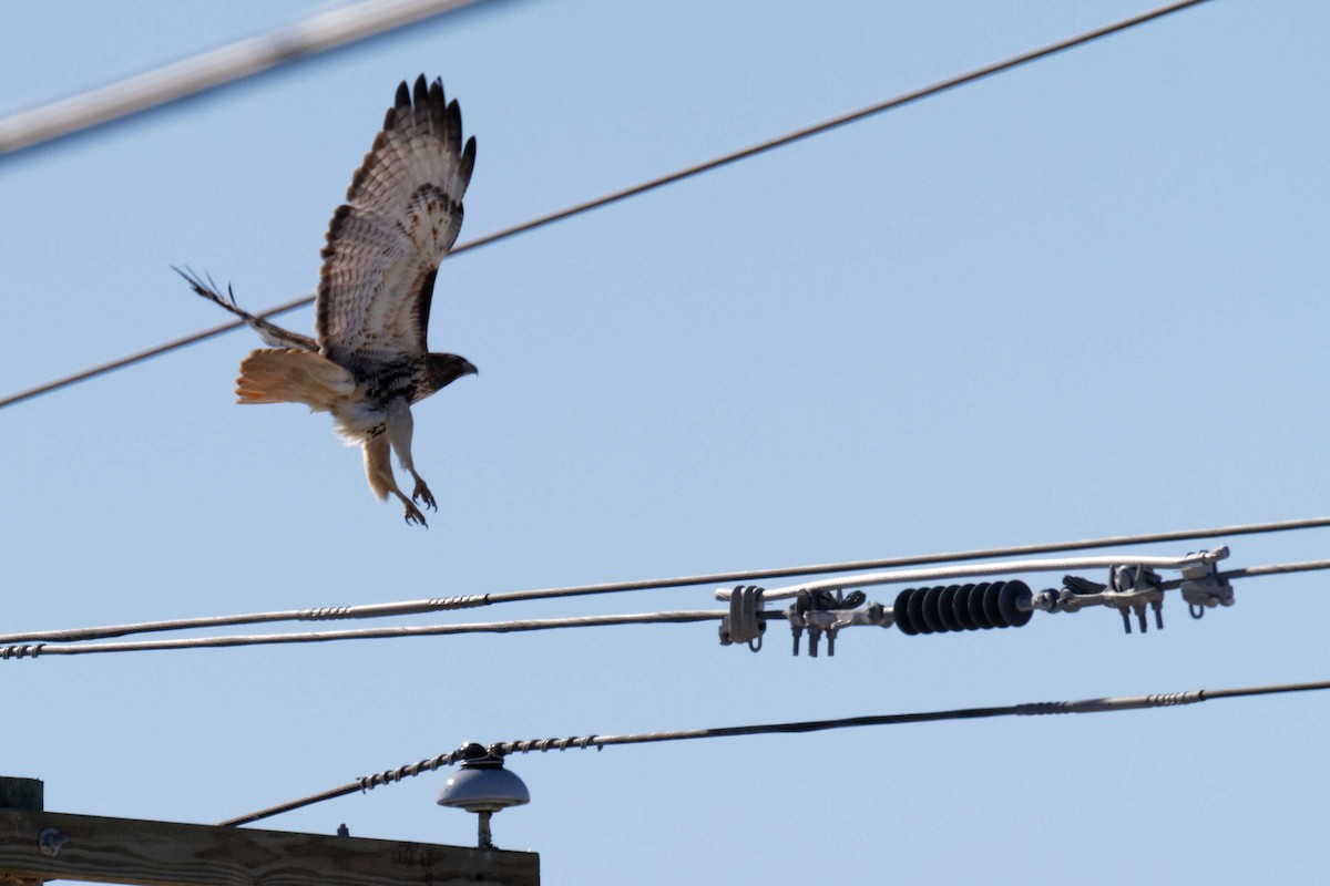 Red-tailed Hawk - Jonathan Bonin Bourgault