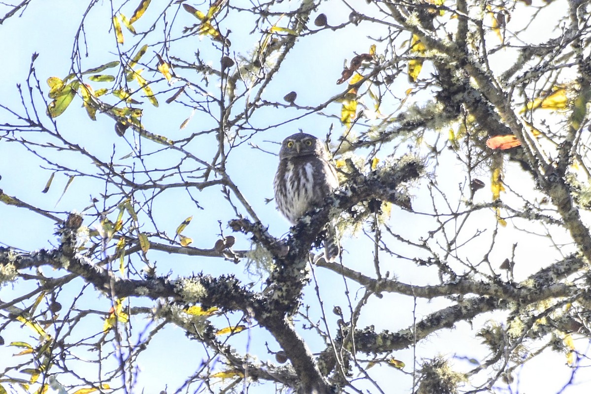 Northern Pygmy-Owl (Guatemalan) - David de Rivera Tønnessen