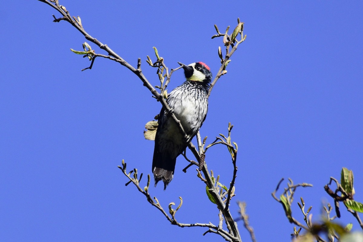 Acorn Woodpecker - David de Rivera Tønnessen