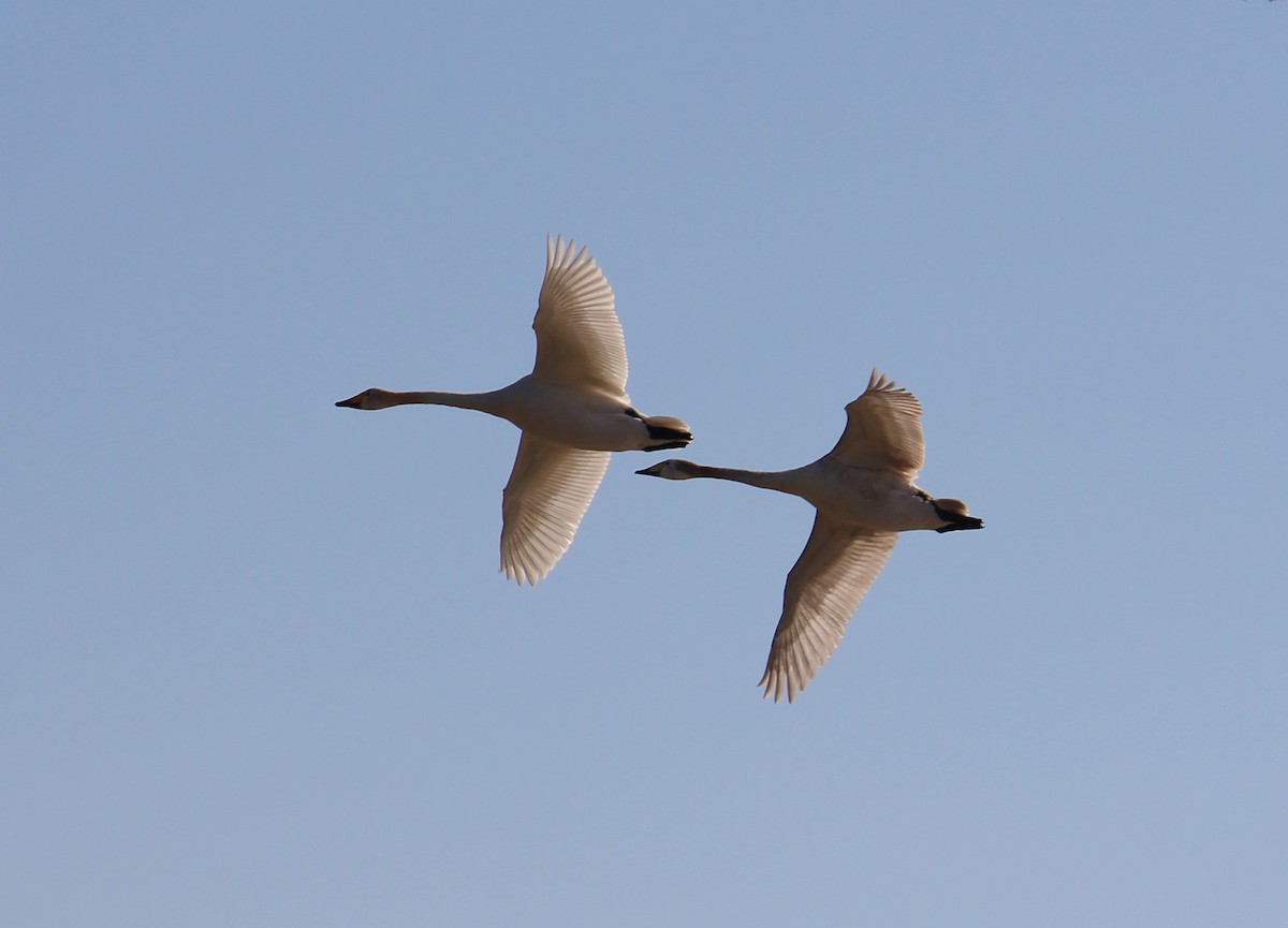 Whooper Swan - Elaheh Afsaneh