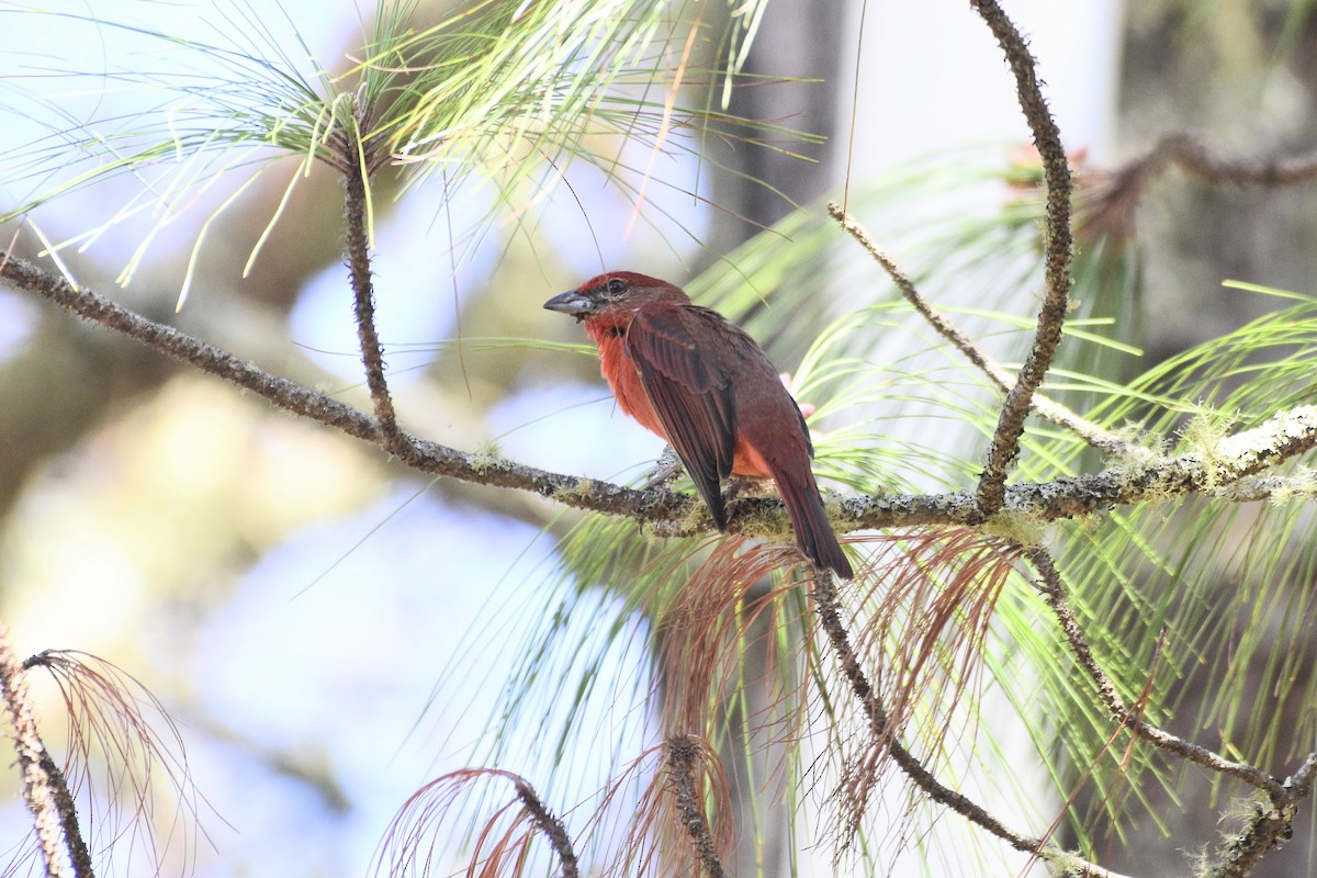 Hepatic Tanager - David de Rivera Tønnessen