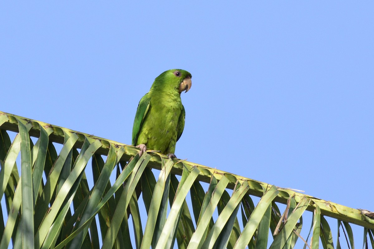 Pacific Parakeet - ML549047411