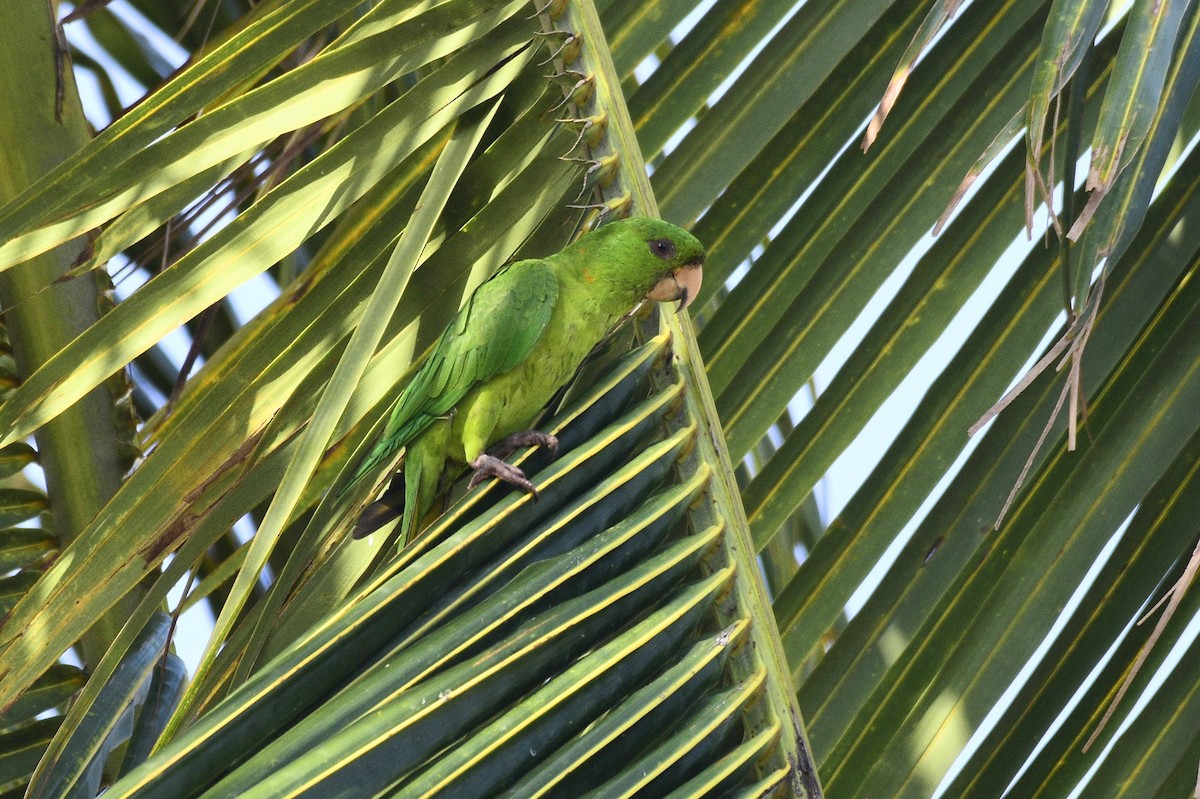 Pacific Parakeet - ML549047431