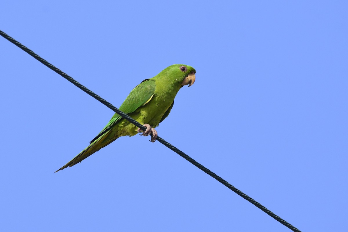 Pacific Parakeet - ML549047441