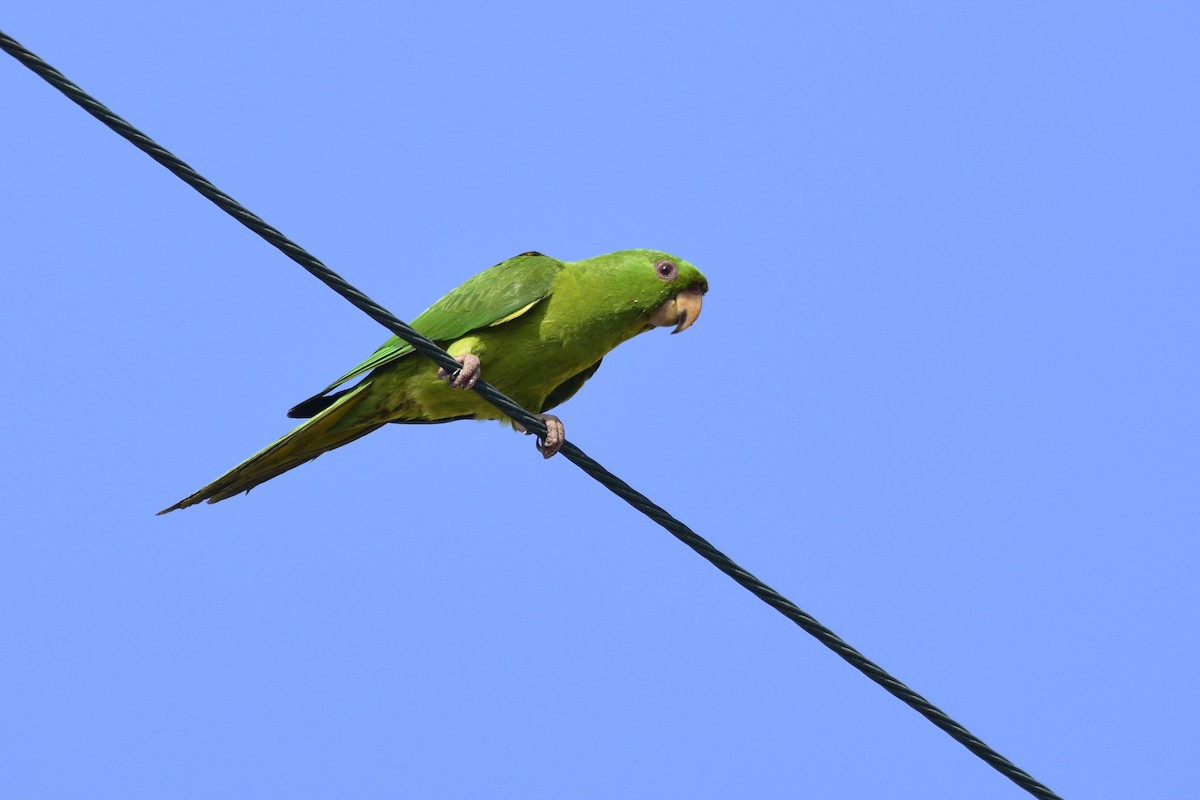 Conure de Ridgway - ML549047451