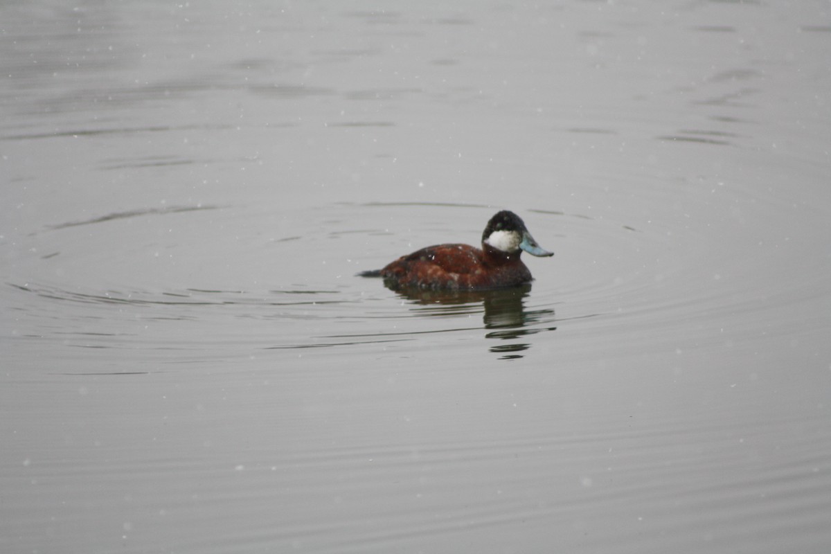 Ruddy Duck - ML549047711