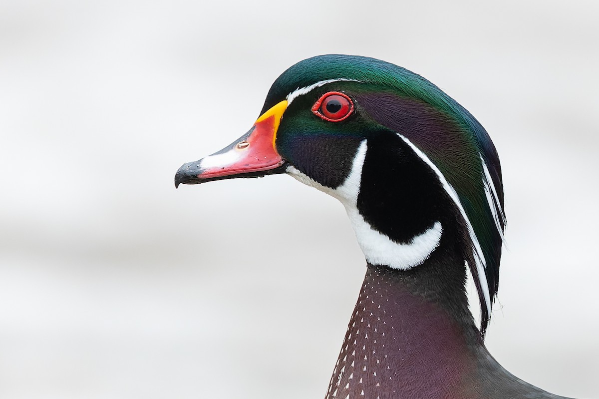Wood Duck - Cesar Ponce