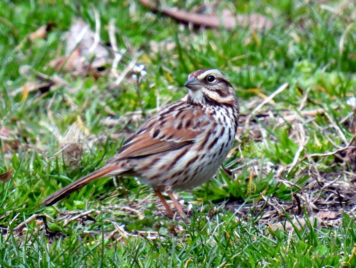 Song Sparrow - ML549048411