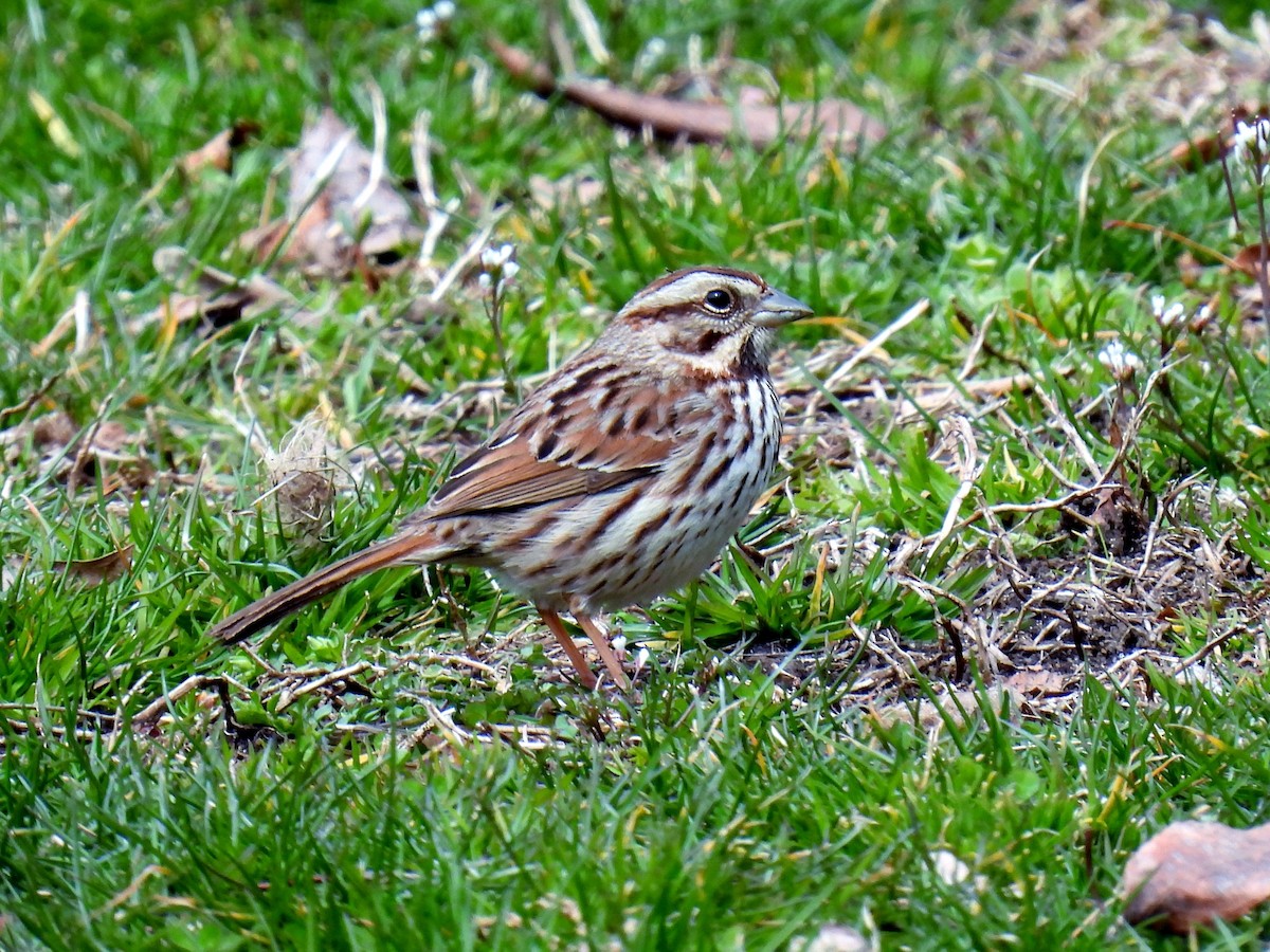 Song Sparrow - Douglas Cioffi