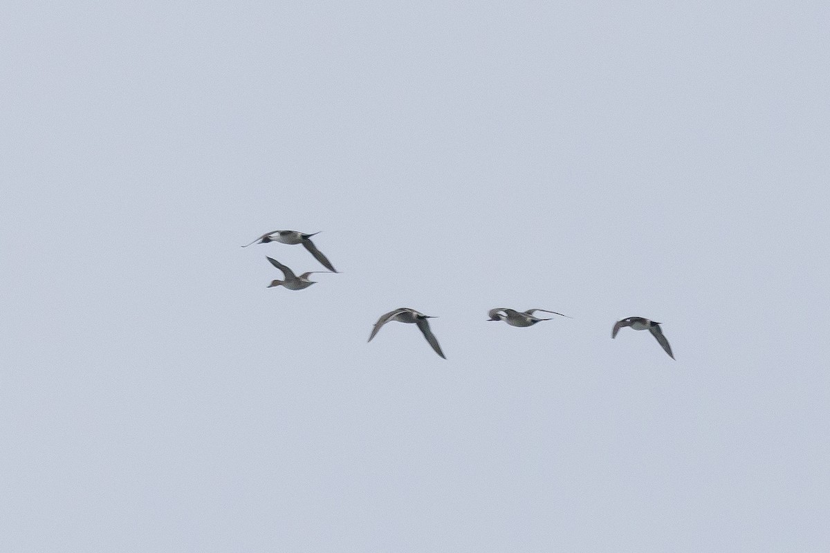 Northern Pintail - ML549051831