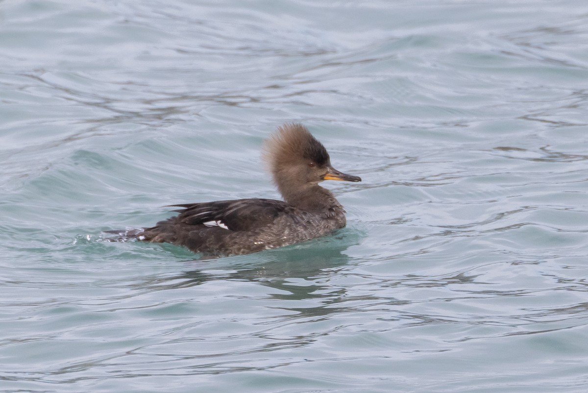 Hooded Merganser - ML549052691