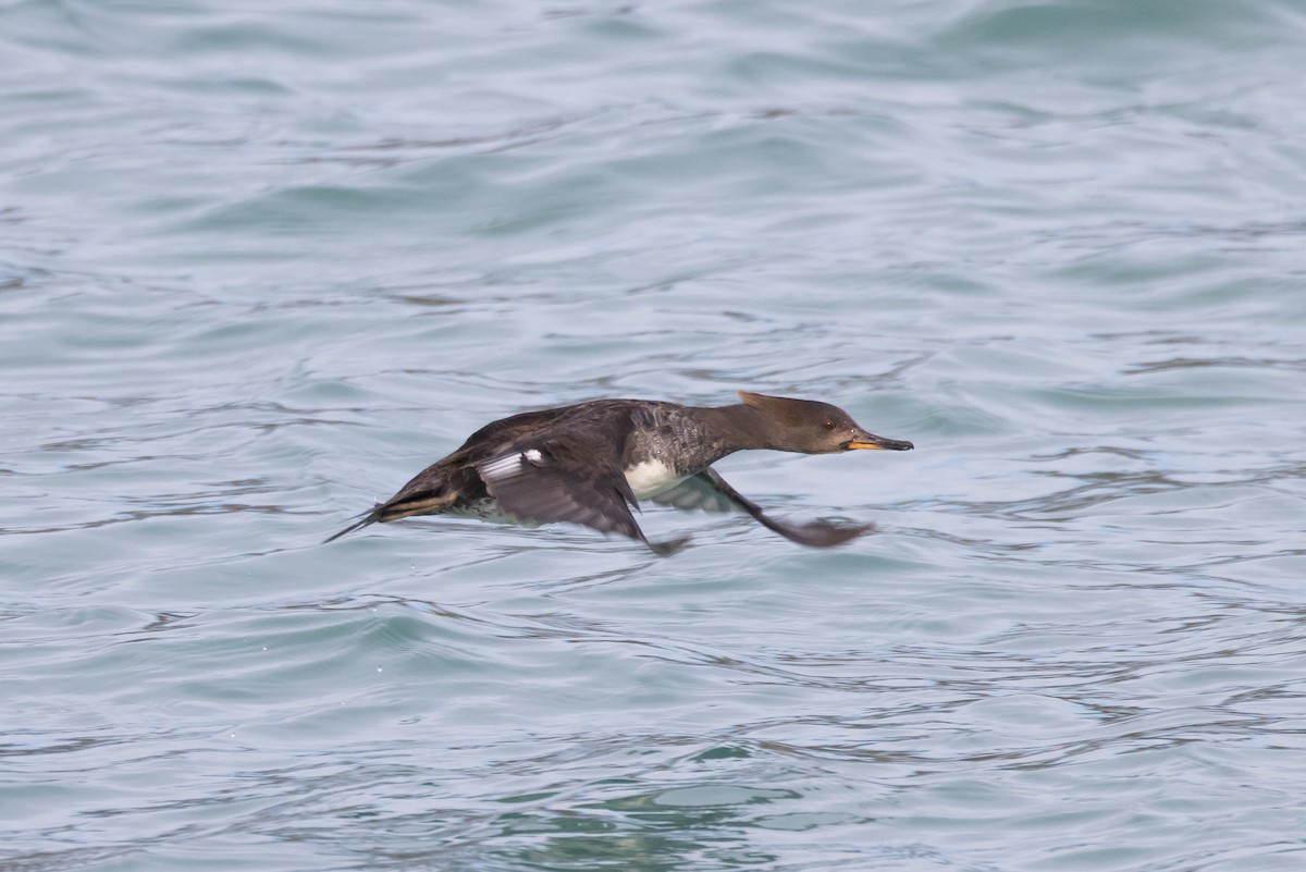 Hooded Merganser - ML549052701