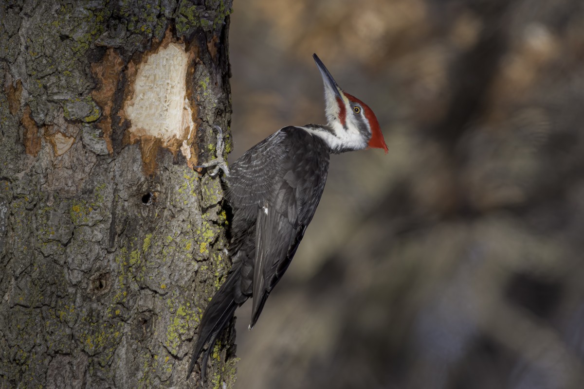 Pileated Woodpecker - ML549053891