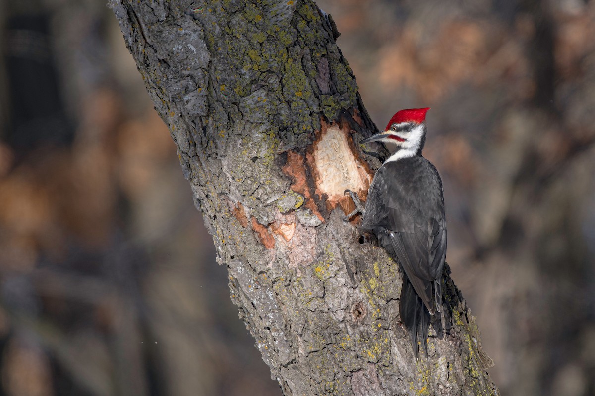 Pileated Woodpecker - ML549053901