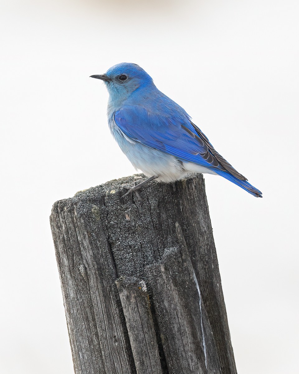 Mountain Bluebird - Jeff Dyck