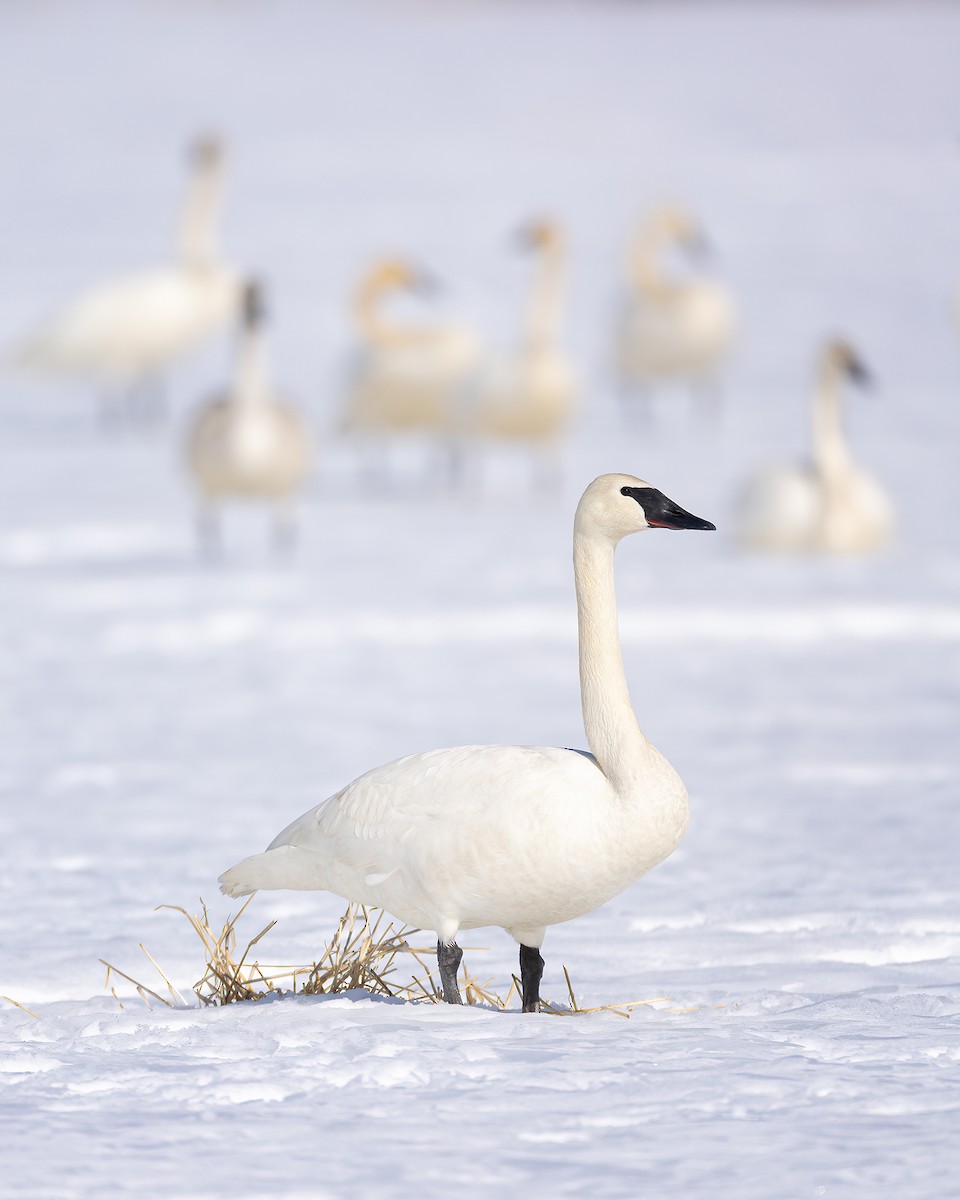 Trumpeter Swan - Jeff Dyck