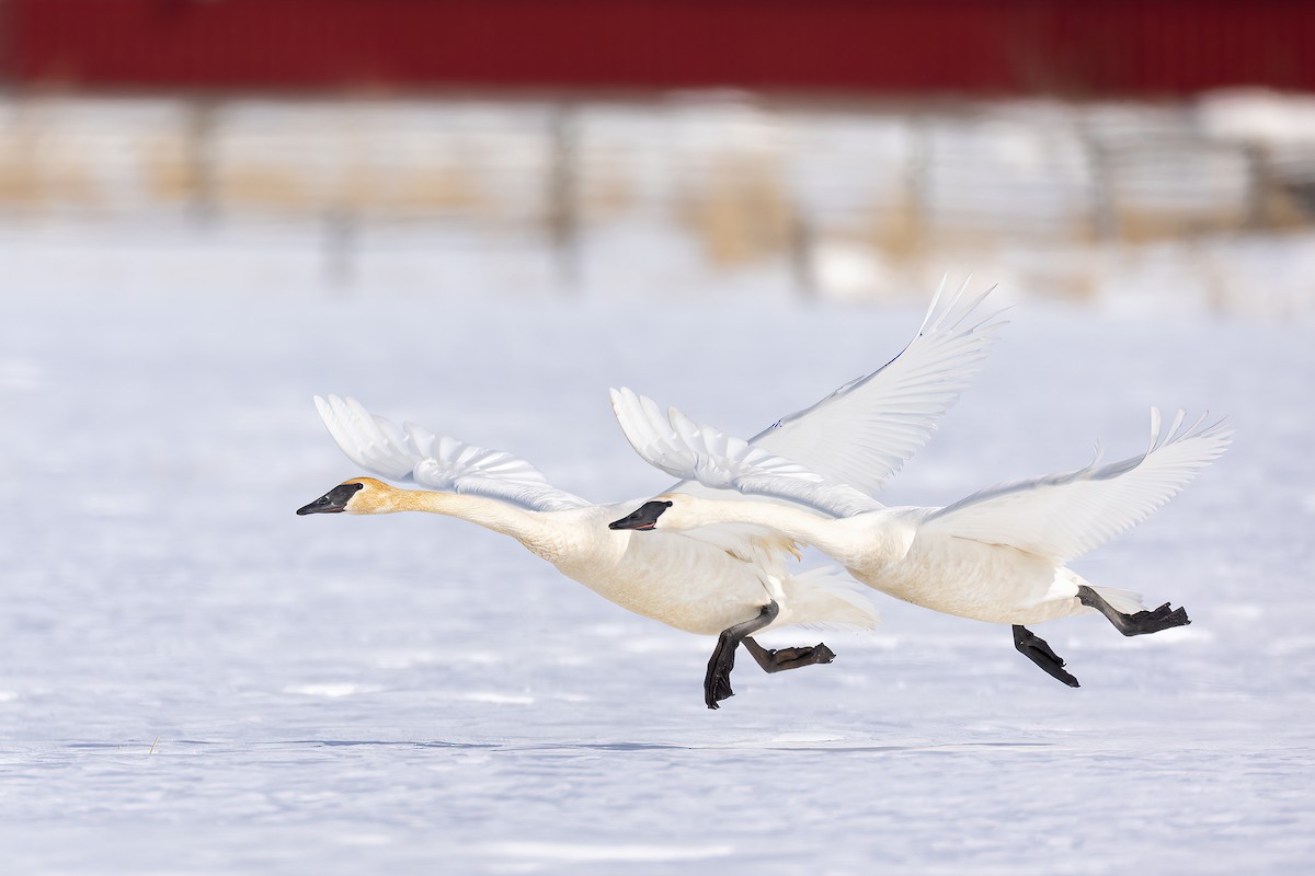 Trumpeter Swan - Jeff Dyck