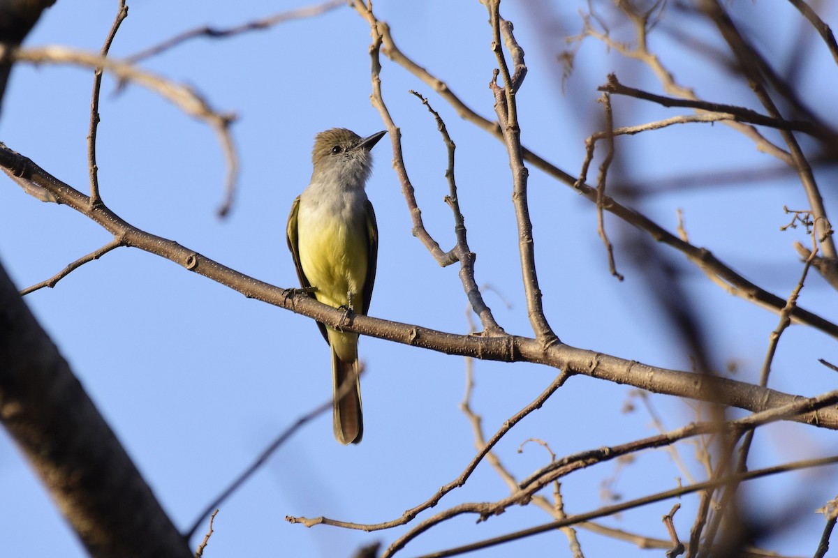 Brown-crested Flycatcher - David de Rivera Tønnessen