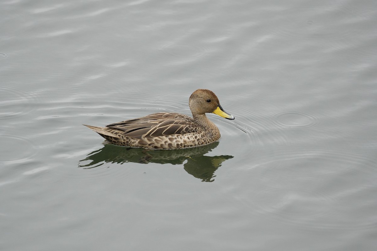 Yellow-billed Pintail - Jorge Claudio Schlemmer