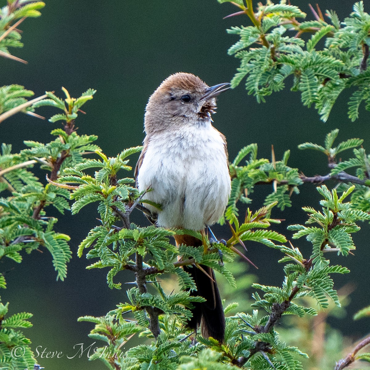 Creamy-breasted Canastero (Rusty-vented) - ML549057881