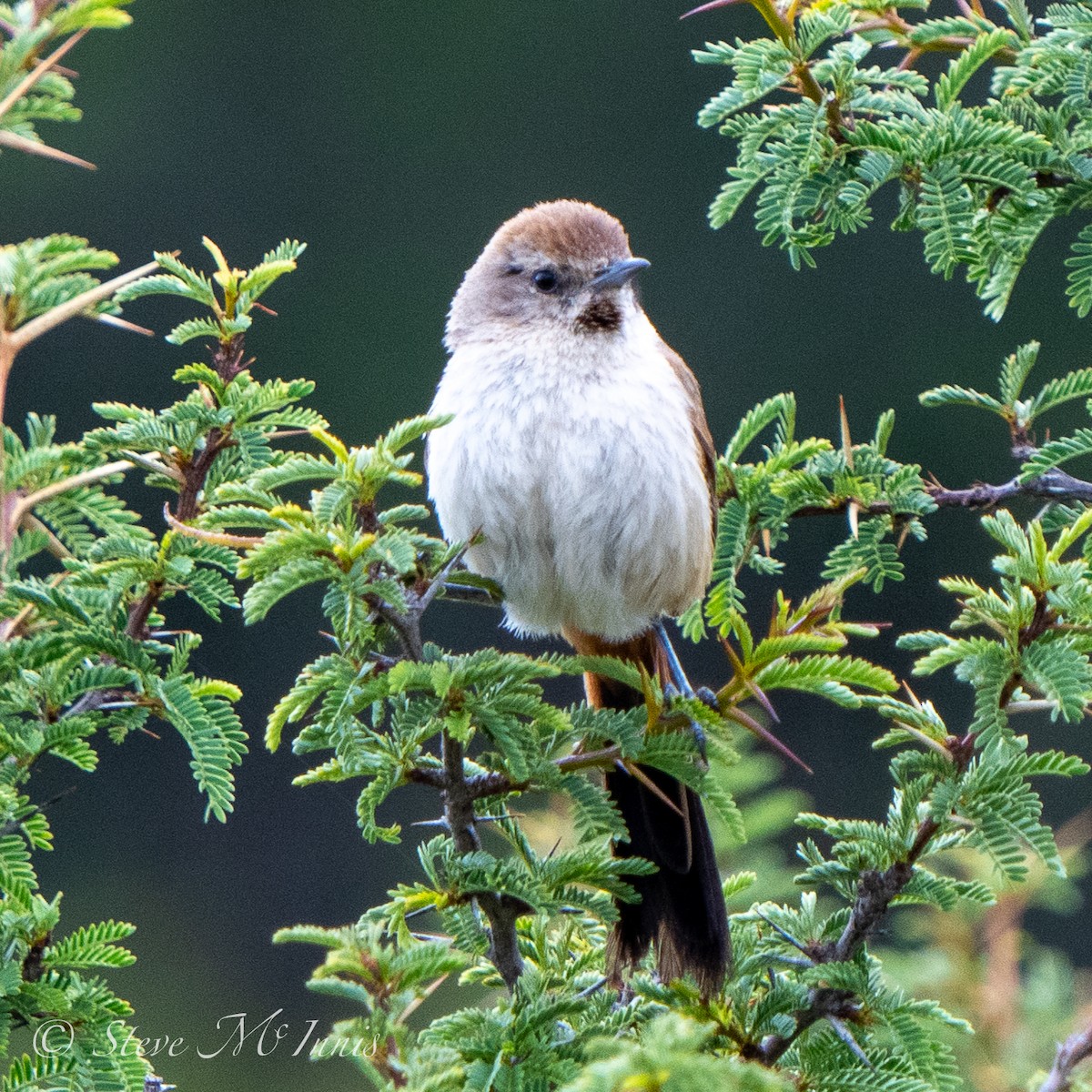 Creamy-breasted Canastero (Rusty-vented) - ML549057911