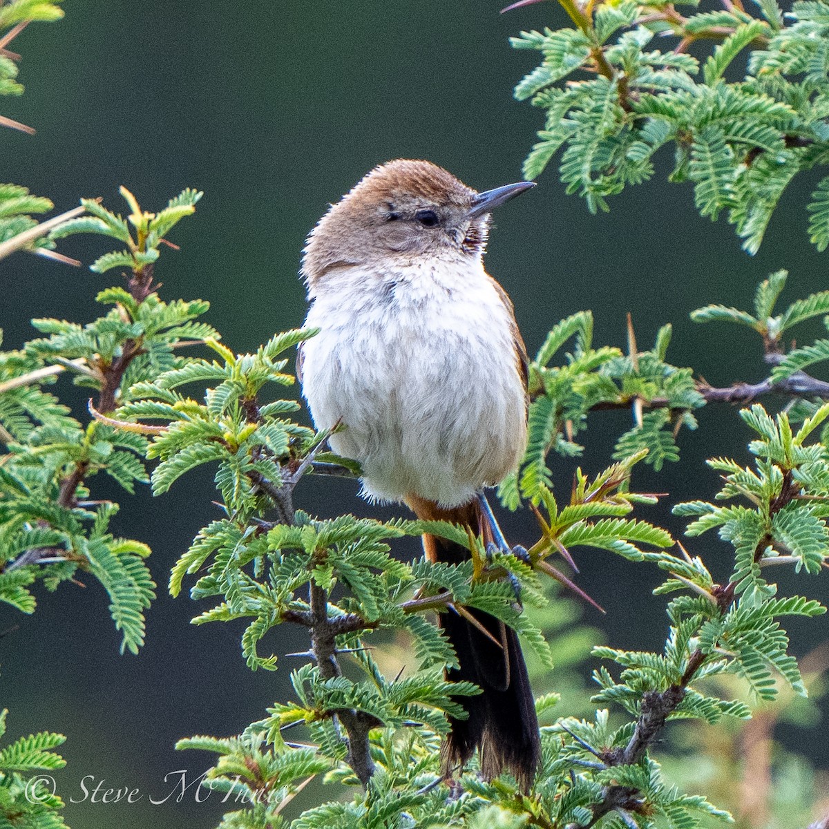 Creamy-breasted Canastero (Rusty-vented) - ML549058231