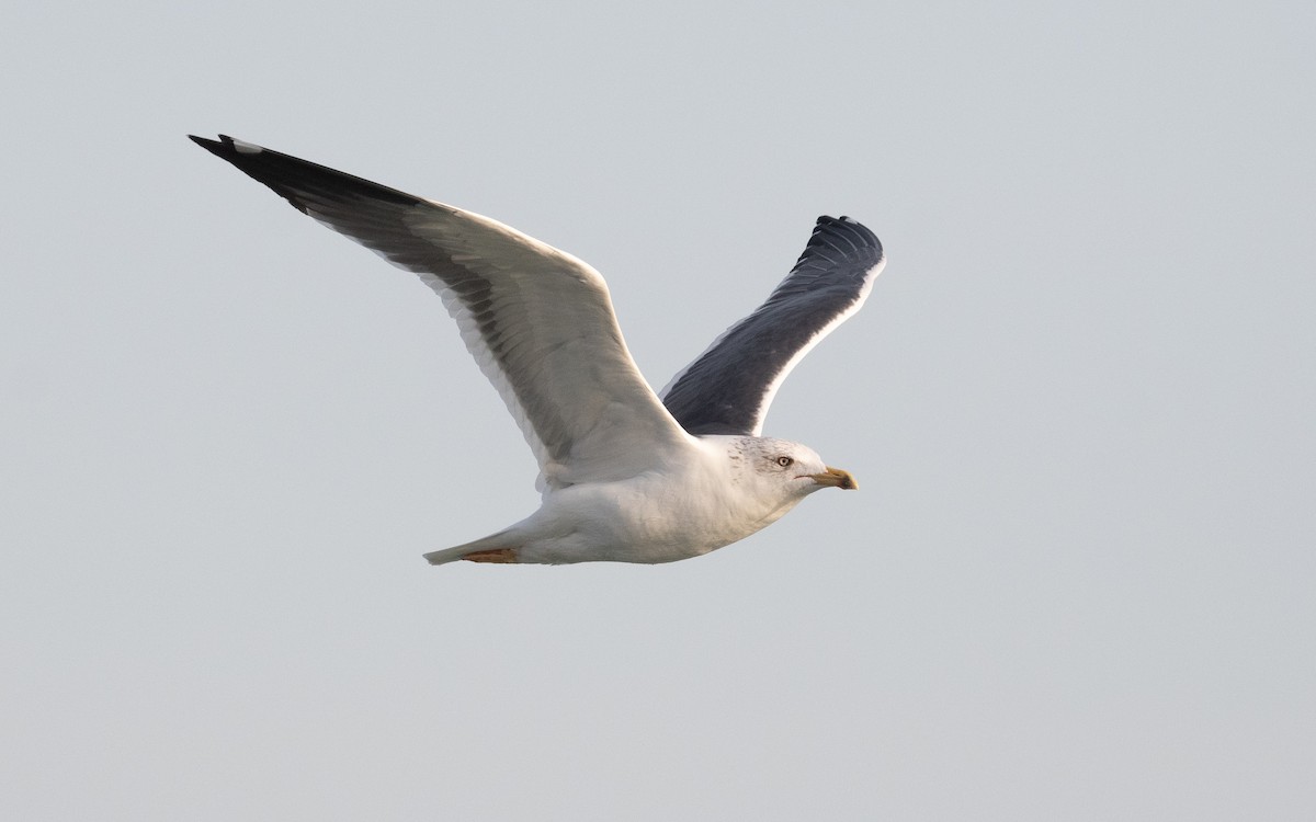 Lesser Black-backed Gull (Heuglin's) - ML549058631