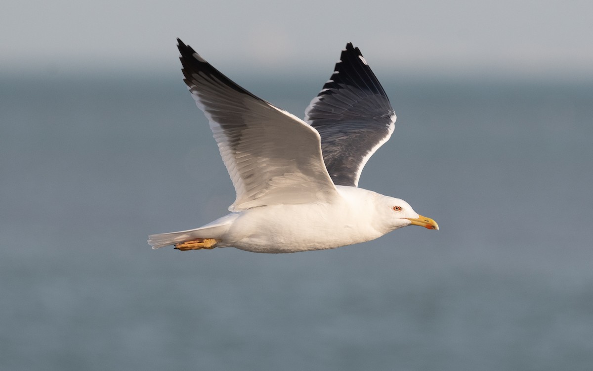 Lesser Black-backed Gull (Heuglin's) - ML549058641