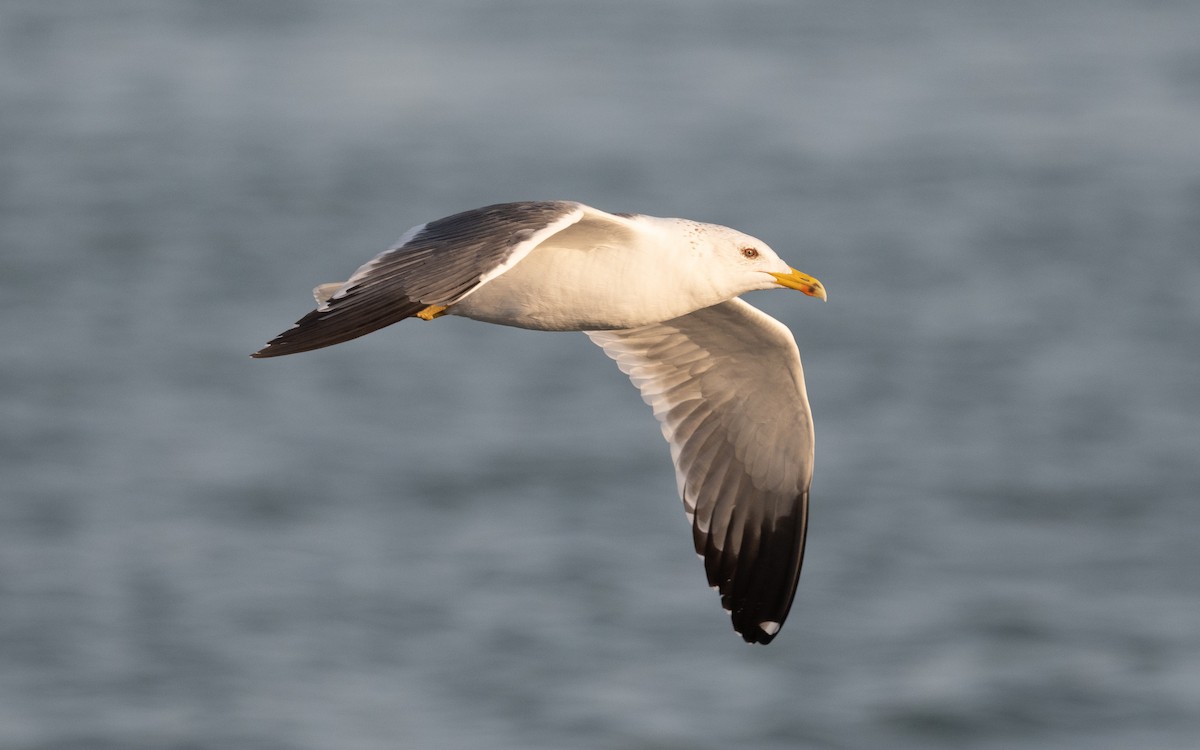 Lesser Black-backed Gull (Heuglin's) - ML549058651